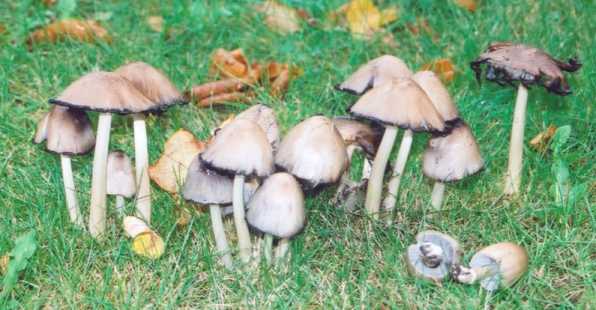 poisonous mushrooms carriage