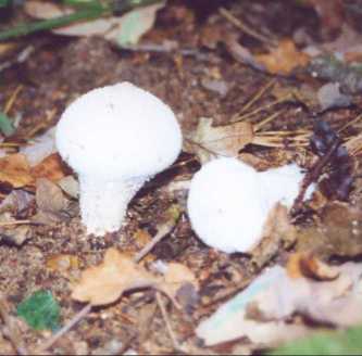 Lycoperdon perlatum