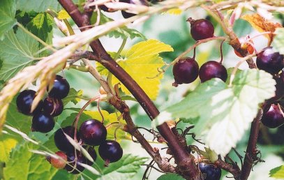 Black currants