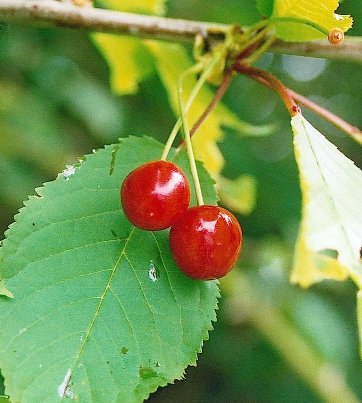 Cherries