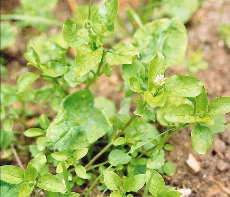 chickweed