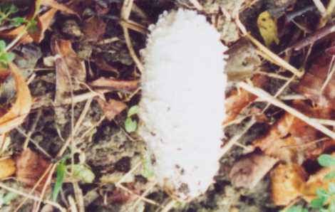 Worst photo of a shaggy cap EVER