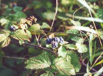 dewberry, not blackberry!