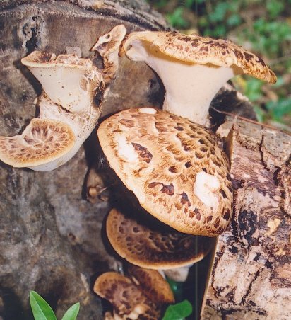 dryads saddle