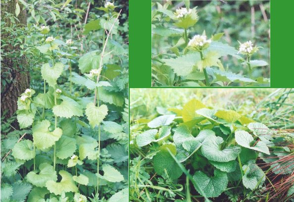 Garlic mustard