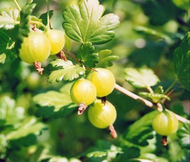 Gooseberries