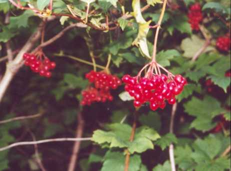 Guelder Rose