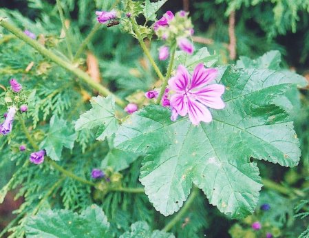 Common Mallow