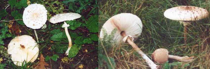 Parasol mushrooms