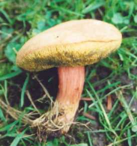 Pink Cracking Bolete