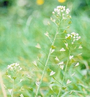 Shepherds Purse