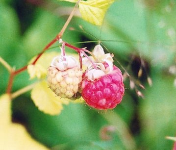 Raspberries