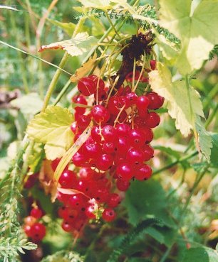 Red Currants