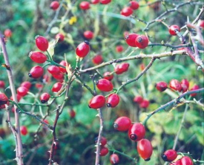 rose hips