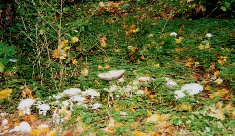 The mushroom that proves there is no god!